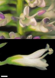 Veronica stricta var. egmontiana. Flowers. Scale = 1 mm.
 Image: W.M. Malcolm © Te Papa CC-BY-NC 3.0 NZ